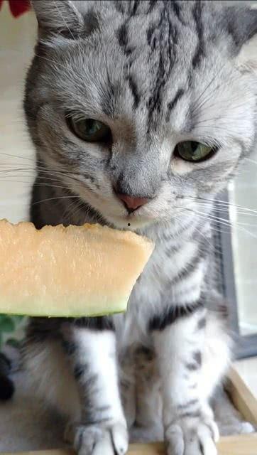 猫咪吃瓜1-40集免费,40集轻松搞笑，揭秘喵星人的欢乐日常  第2张